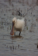 Bec planer (Platalea leucorodia)