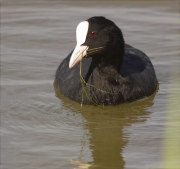 Fotja (Fulica atra)