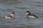 Cabussons collnegres.Podiceps nigricollis.