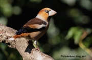 Durbec o trencapinyons. Coccothraustes coccothraustes