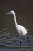 Martinet blanc (Egretta garzetta)