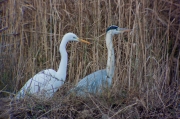 Bernat pescaire (Ardea cinerea)Agró blanc (Ardea alba)