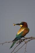 Abellerol (Merops apiaster)