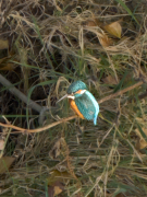 Blauet ( Alcedo atthis )