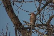 Gaig  (Garrulus glandarius)