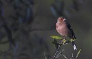 Pinsà comú (Fringilla coelebs)