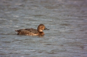 Morell de cap-roig (Aythya ferina).Femella