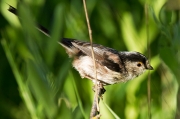 Mallerenga cuallarga (Aegithalos caudatus)