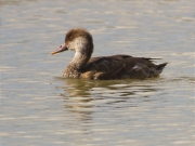 Femella de Xibec (Netta rufina)