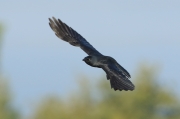 Grajilla (corvus monedula)