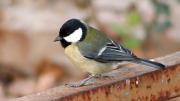 Mallerenga Carbonera (Parus major)