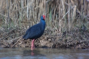 Polla blava (Porphyrio porphyrio)