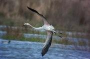 Flamenc (Phoenicopterus ruber)