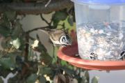 Mallerenga Emplomallada (Parus cristatus)