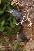 Mallerenga blava  1 (Parus caeruleus)