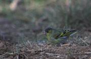 Lluer (Carduelis spinus)