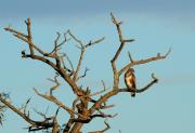 Aligot comú (Buteo buteo)