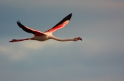 Flamenc (Phoenicopterus ruber)