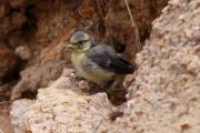 Mallerenga blava  2 (Parus caeruleus)