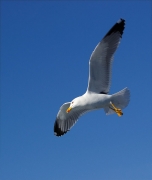 Gavià argentat (Larus michahellis)