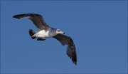 Immadur de Gavià argentat (Larus michahellis)