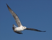 Immadur de Gavià argentat (Larus michahellis)