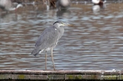 Nidificants del PNAE: Bernat Pescaire