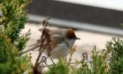 Tallarol de casquet (sylvia atricapilla)