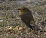 Pit roig (Erithacus rubecola)