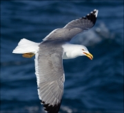 Gavià argentat (Larus michahellis)