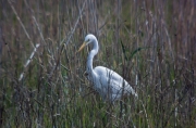 Agró blanc (Ardea alba)