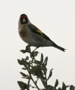 Cadernera (Carduelis carduelis)