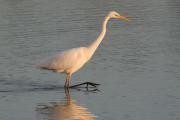 Agró blanc.Egretta alba.