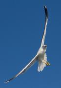 Gavià argentat (Larus michahellis)