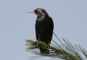 Estornell vulgar (Sturnus vulgaris)