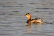 Cabusset (Tachybaptus ruficollis)