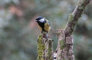 Mallerenga carbonera (Parus major)