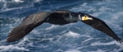 Corb marí gros (Phalacrocorax carbo)