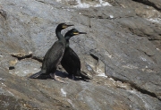 Jove i adult de Corb marí emplomallat (Phalacrocorax aristotelis)