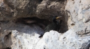 Corb marí emplomallat (Phalacrocorax aristotelis) prop d'un niu