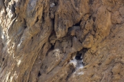 Nius de Corb marí emplomallat (Phalacrocorax aristotelis)