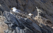 Gavià argentat (Larus michahellis) covant els ous