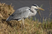 Bernat pescaire (Ardea cinerea)