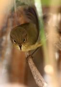 Mosquiter comú (Phylloscopus collybita)