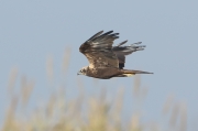 Aguilucho lagunero