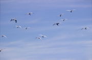 Estol de martinets blancs en migració