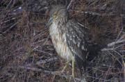 Martinet de nit ( Nycticorax nycticorax)