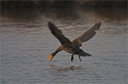 Corb mari gros (Phalacrocorax carbo)