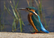 Blauet (Alcedo atthis)