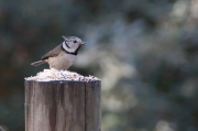 Mallerenga emplomallada (Parus cristatus)